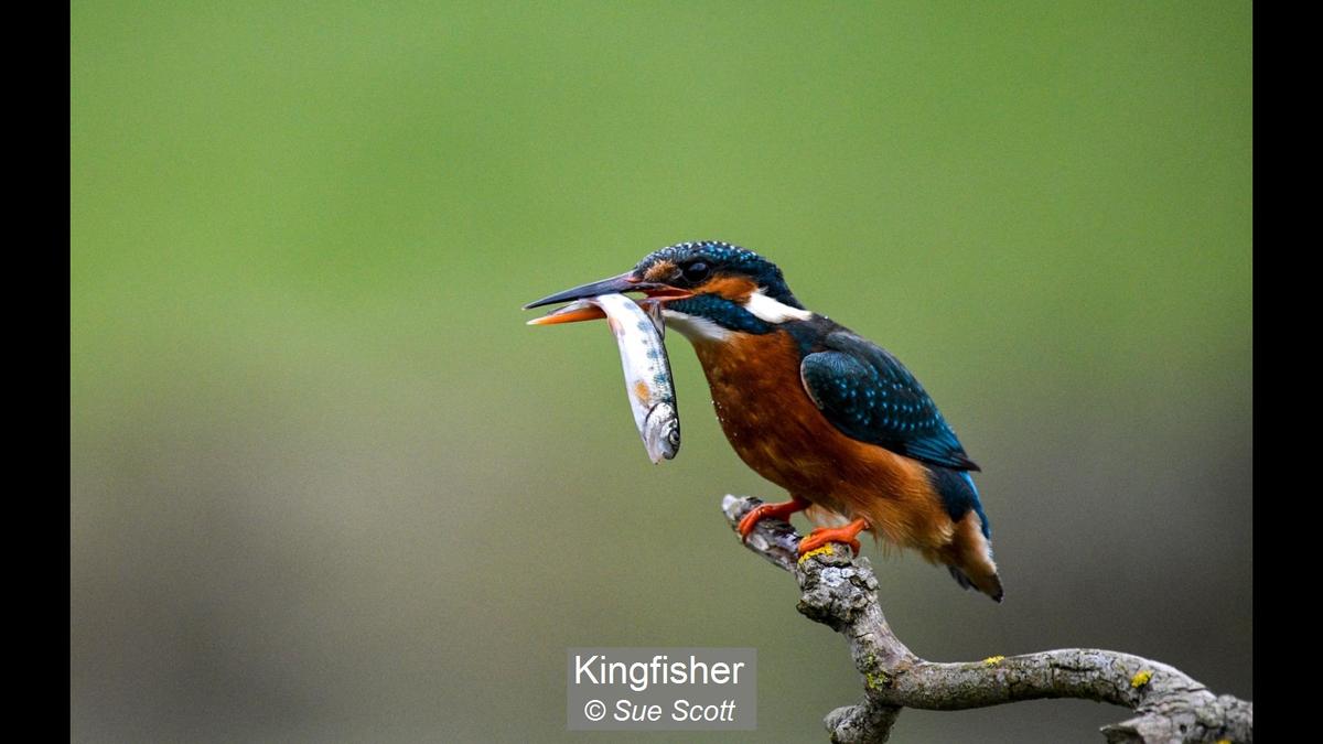 08_Kingfisher_Sue Scott